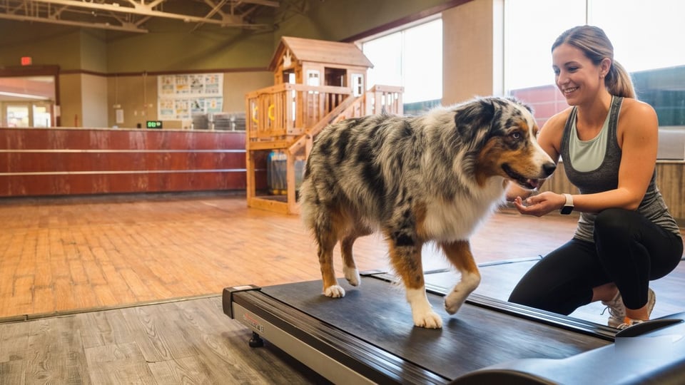 A handler and a dog working through a controlled rehabilitation exercise at a clinic
