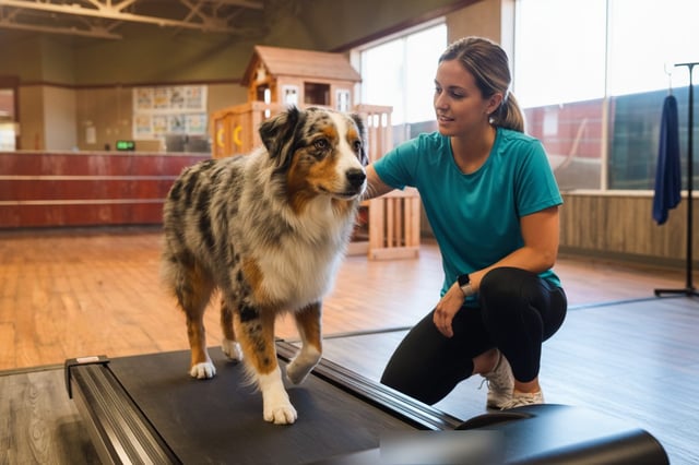A dog in a supervised rehabilitation exercise with a handler, showing steady, in-progress recovery